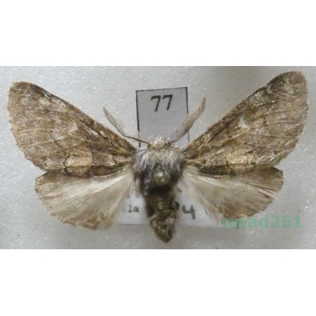 Gluphisia crenata (Esper, 1785) male Slovakia77